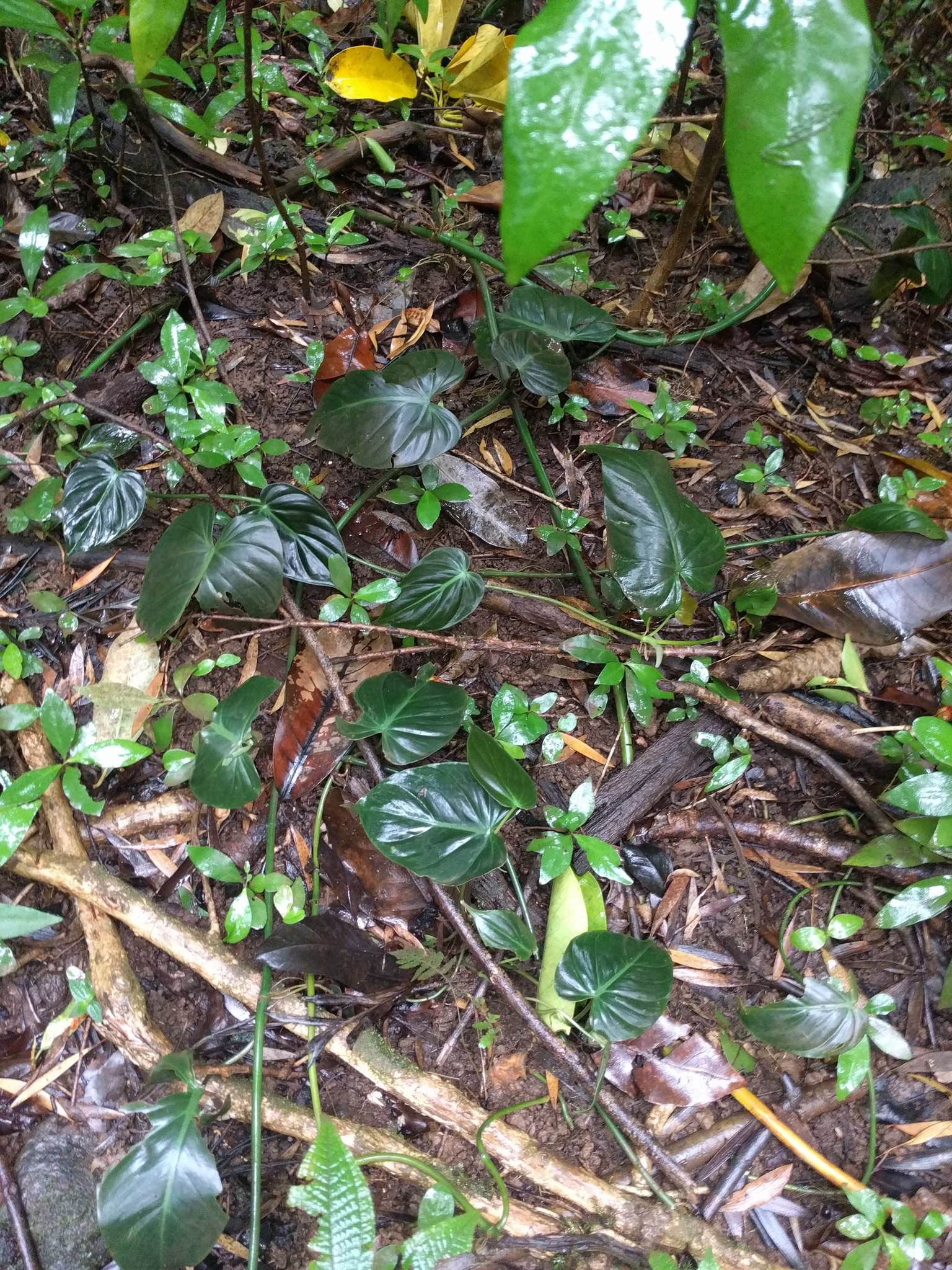 Philodendron hederaceum